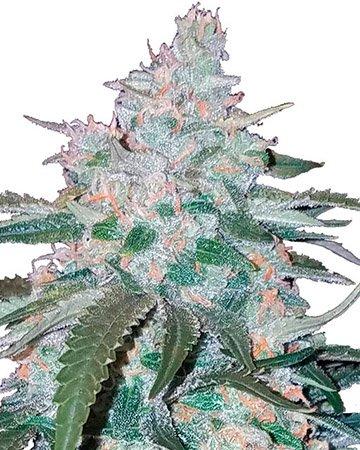 PINEAPPLE EXPRESS #2 - AUTO (CANUK) - Image 5
