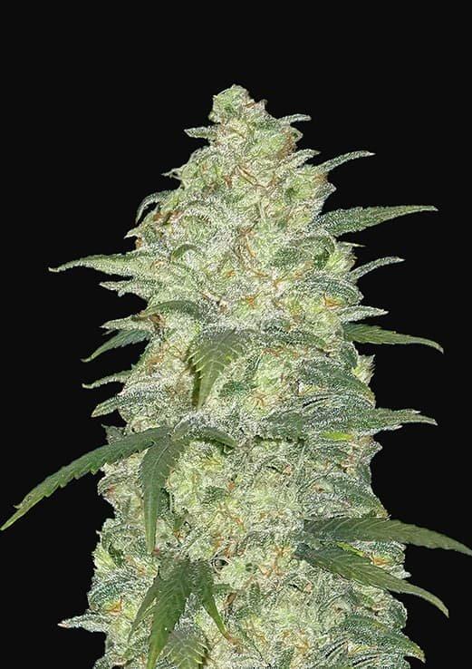 WHITE WIDOW - FEM *NEW RELEASE* (PREMIUM KING SEEDS BRANDED PACKS) - Image 3