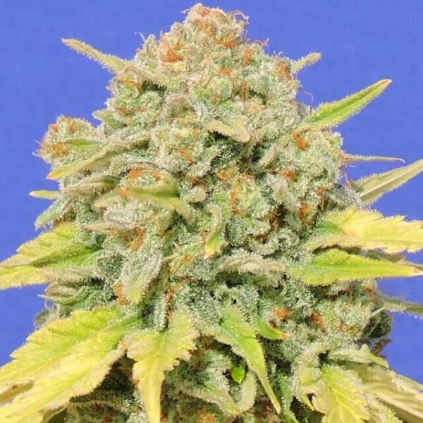GHOST COOKIES x ZKITTLEZ - REGULARS (PREMIUM KING SEEDS)