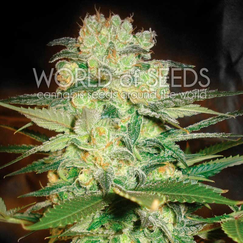 WHITE WIDOW - FEM *NEW RELEASE* (PREMIUM KING SEEDS BRANDED PACKS) - Image 6