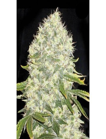 WHITE WIDOW - FEM *NEW RELEASE* (PREMIUM KING SEEDS BRANDED PACKS) - Image 5
