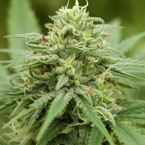 PINEAPPLE EXPRESS #2 - AUTO (CANUK) - Image 4