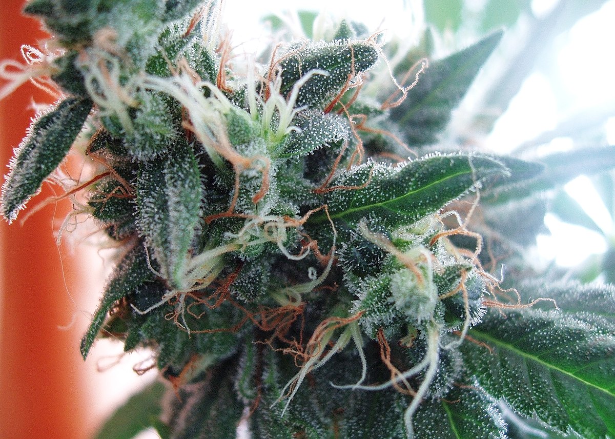 WHITE WIDOW - FEM *NEW RELEASE* (PREMIUM KING SEEDS BRANDED PACKS) - Image 2