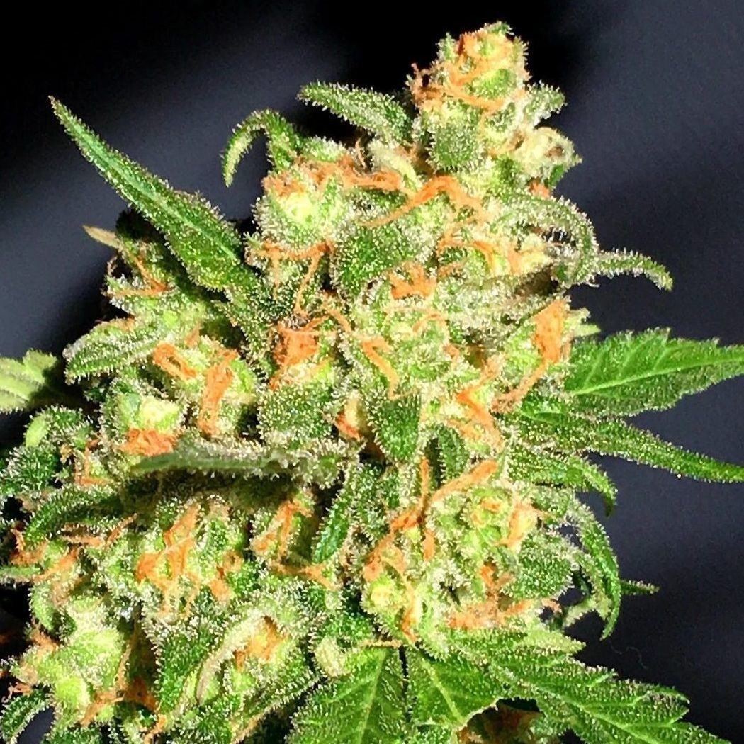 FUTURE #1 - FEM (HIGH THC) *NEW RELEASE* (PREMIUM KING SEEDS BRANDED PACKS)