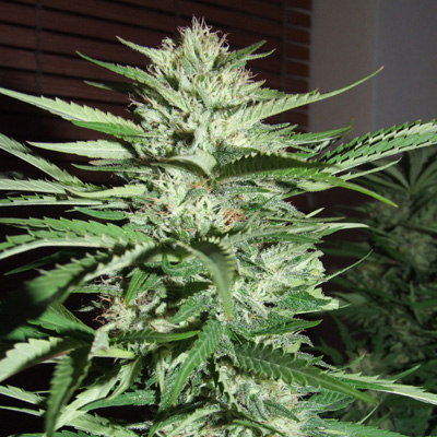 PINEAPPLE EXPRESS #2 - AUTO (CANUK) - Image 3