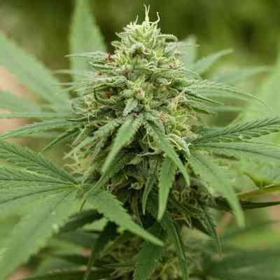 PINEAPPLE EXPRESS #2 - AUTO (CANUK) - Image 2