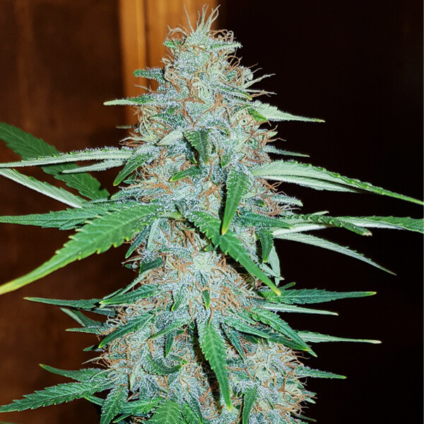 WHITE WIDOW - FEM *NEW RELEASE* (PREMIUM KING SEEDS BRANDED PACKS)