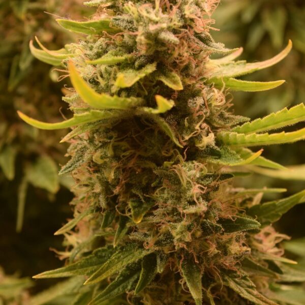 MAUI WAUI - FEM *NEW RELEASE* (PREMIUM KING SEEDS BRANDED PACKS)