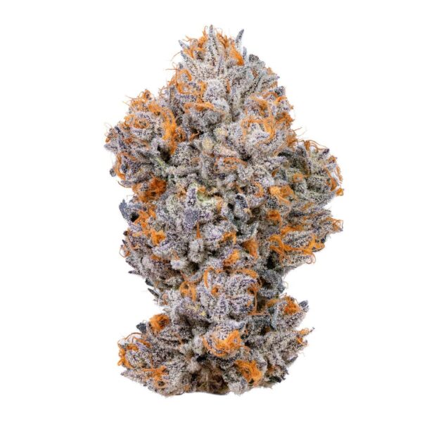 BISCOTTI - FEM *NEW RELEASE* (PREMIUM KING SEEDS BRANDED PACKS)