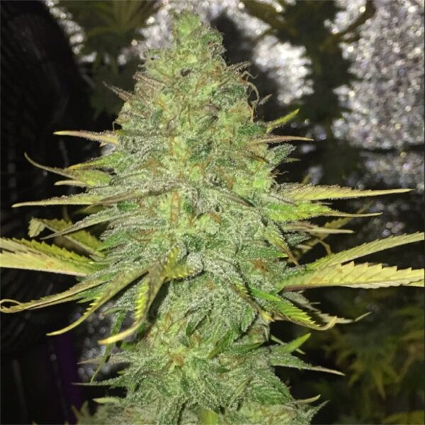 CHEESE - FEM *NEW RELEASE* (PREMIUM KING SEEDS BRANDED PACKS)
