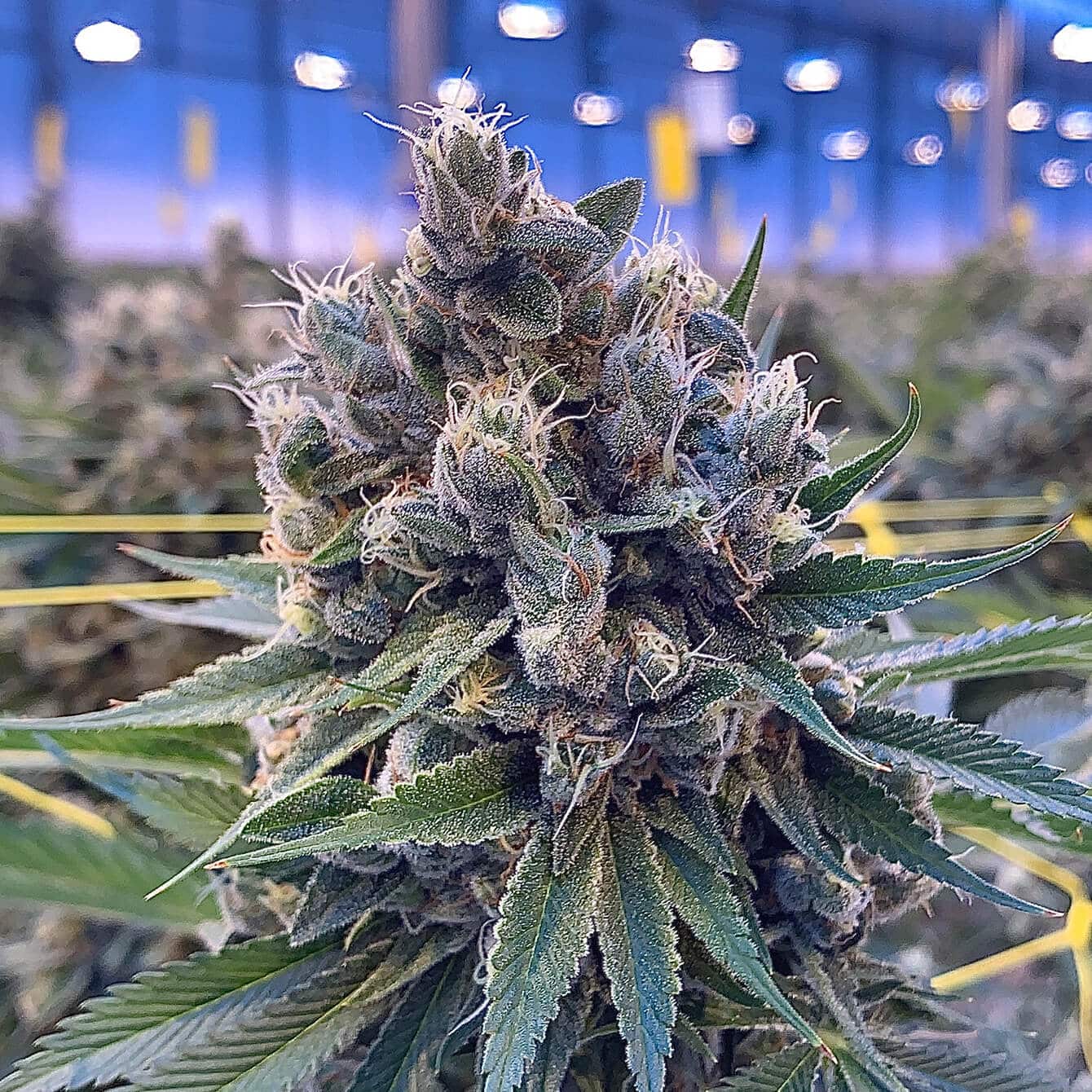 GHOST TRAIN POWER LIMITED EDITION - FEM *NEW RELEASE* (PREMIUM KING SEEDS BRANDED PACKS)