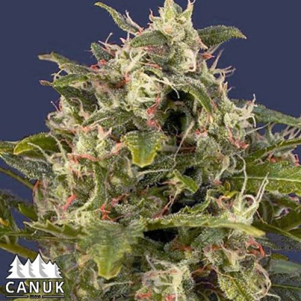 PINEAPPLE EXPRESS #2 - AUTO (CANUK)