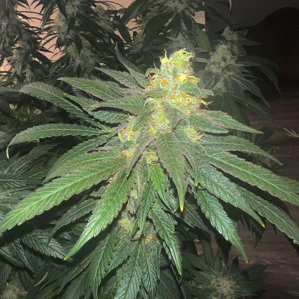 CAFE RACER - FEM *NEW RELEASE* (PREMIUM KING SEEDS BRANDED PACKS)