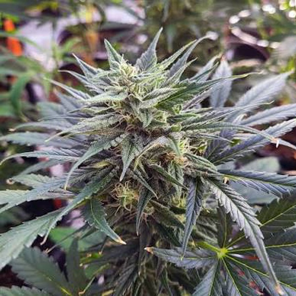 CBD WELLNESS- FEM *NEW RELEASE* (PREMIUM KING SEEDS BRANDED PACKS)